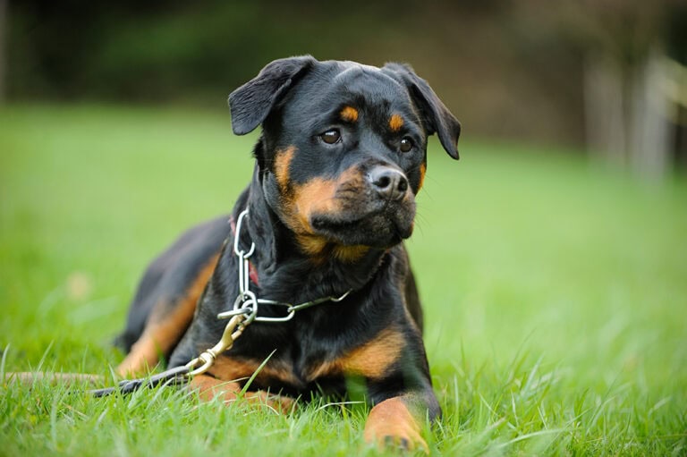 55 Velcro Dog Breeds That Will Never Leave Your Side (With Info 55 Velcro Dog Breeds That Will Never Leave Your Side (With Info