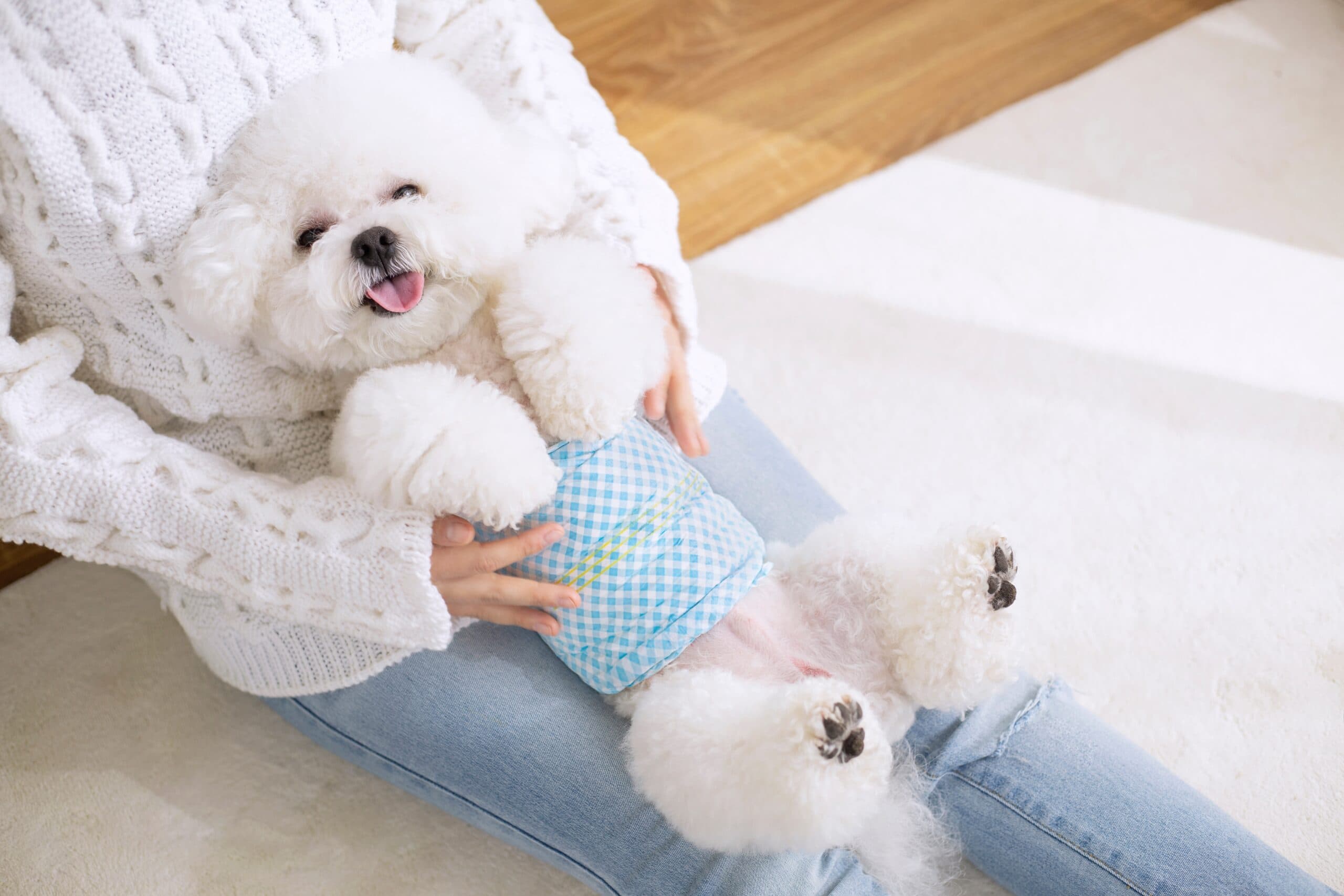 A white teddy dog with belly band