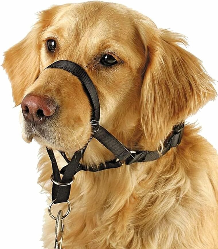 9 Best Dog Head Halters & Gentle Leaders 2024 Reviews & Top Picks