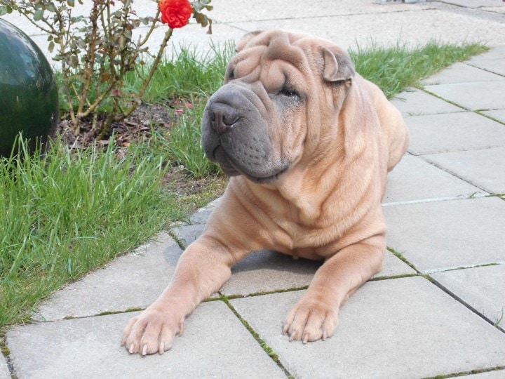 Mini hippo online dog grown