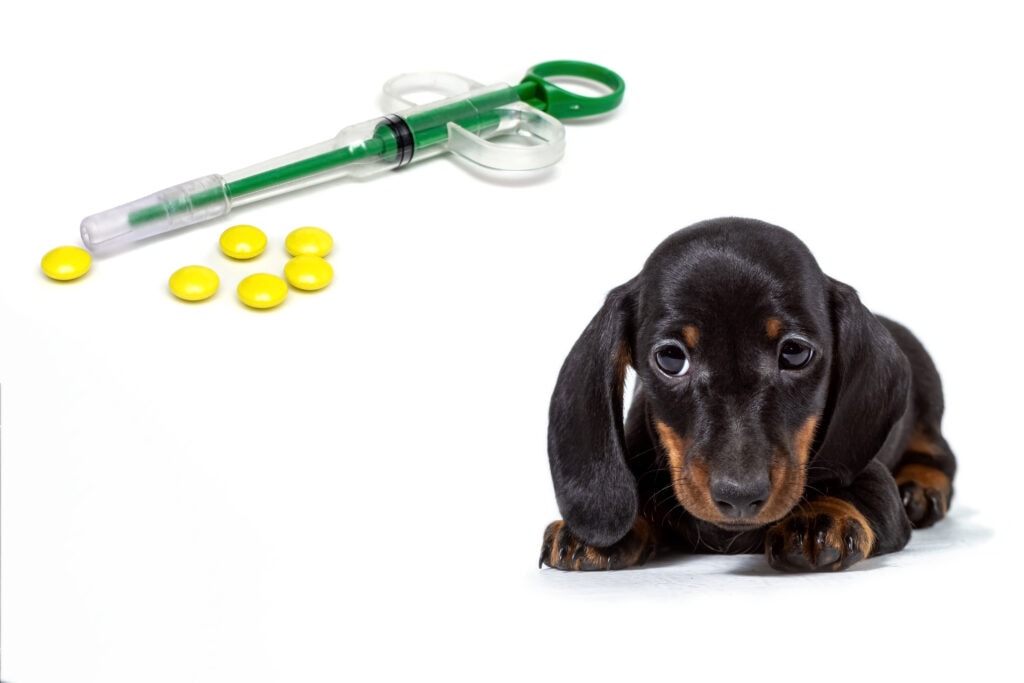 Dachshund Puppy, Capsule Dispensing Tool