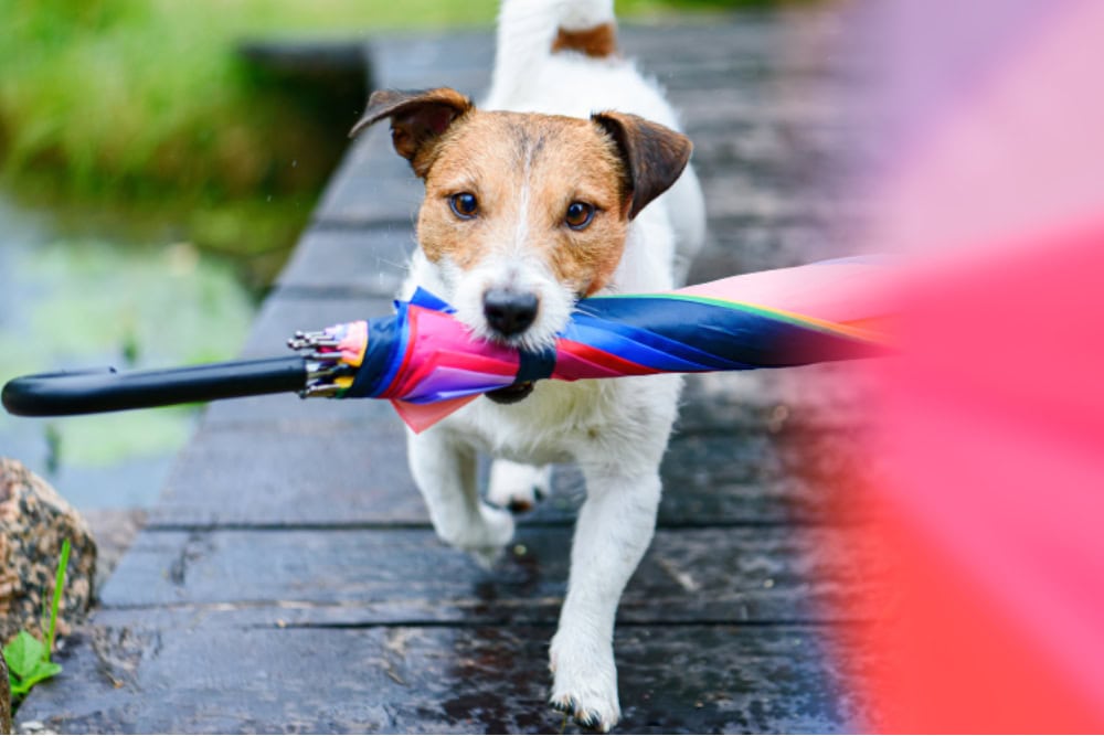 Dog fetches colorful umbrella under rain