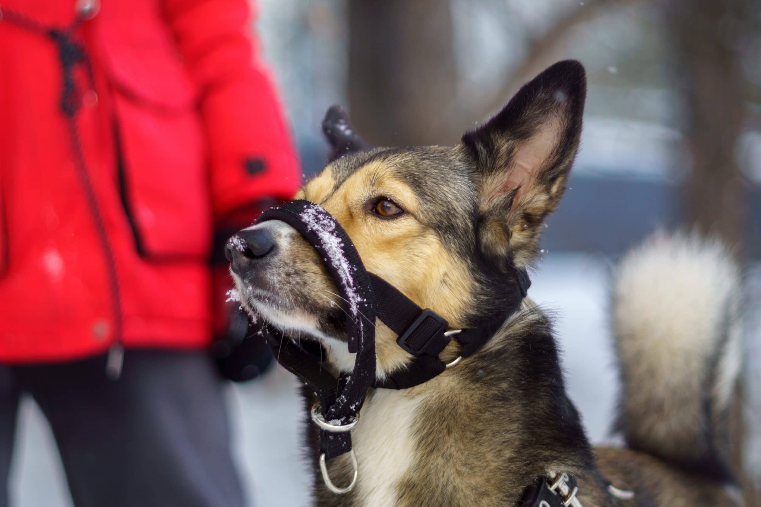 Husky dog with a muzzle in winter