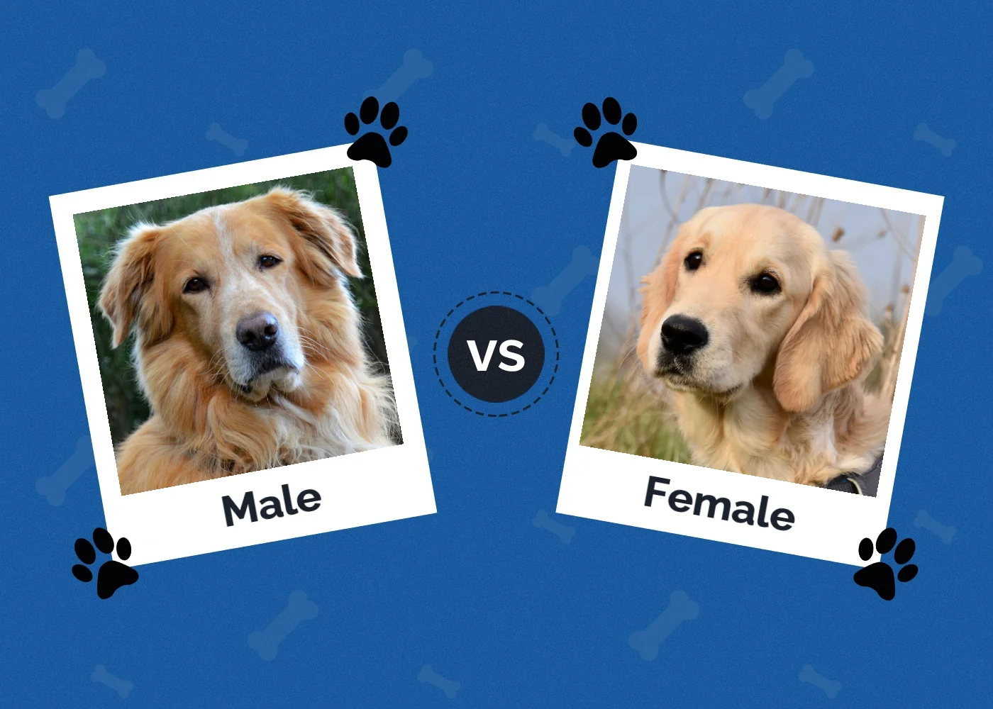 Male vs Female Dog - Featured Image