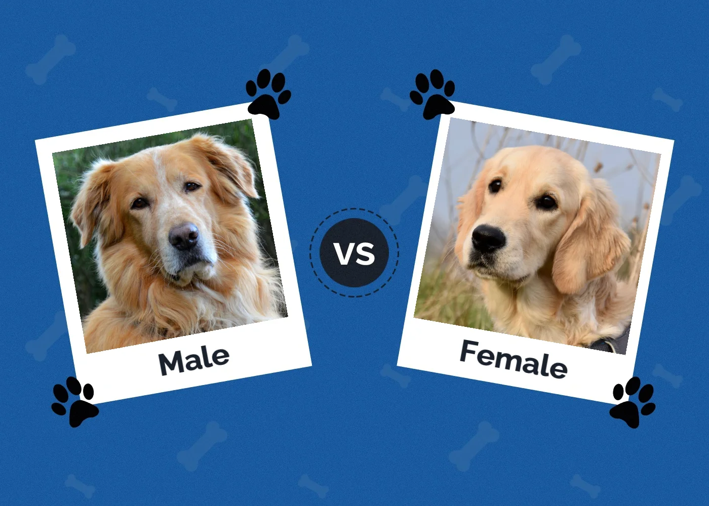 Male Vs Female Dogs Main Differences With Pictures Hepper