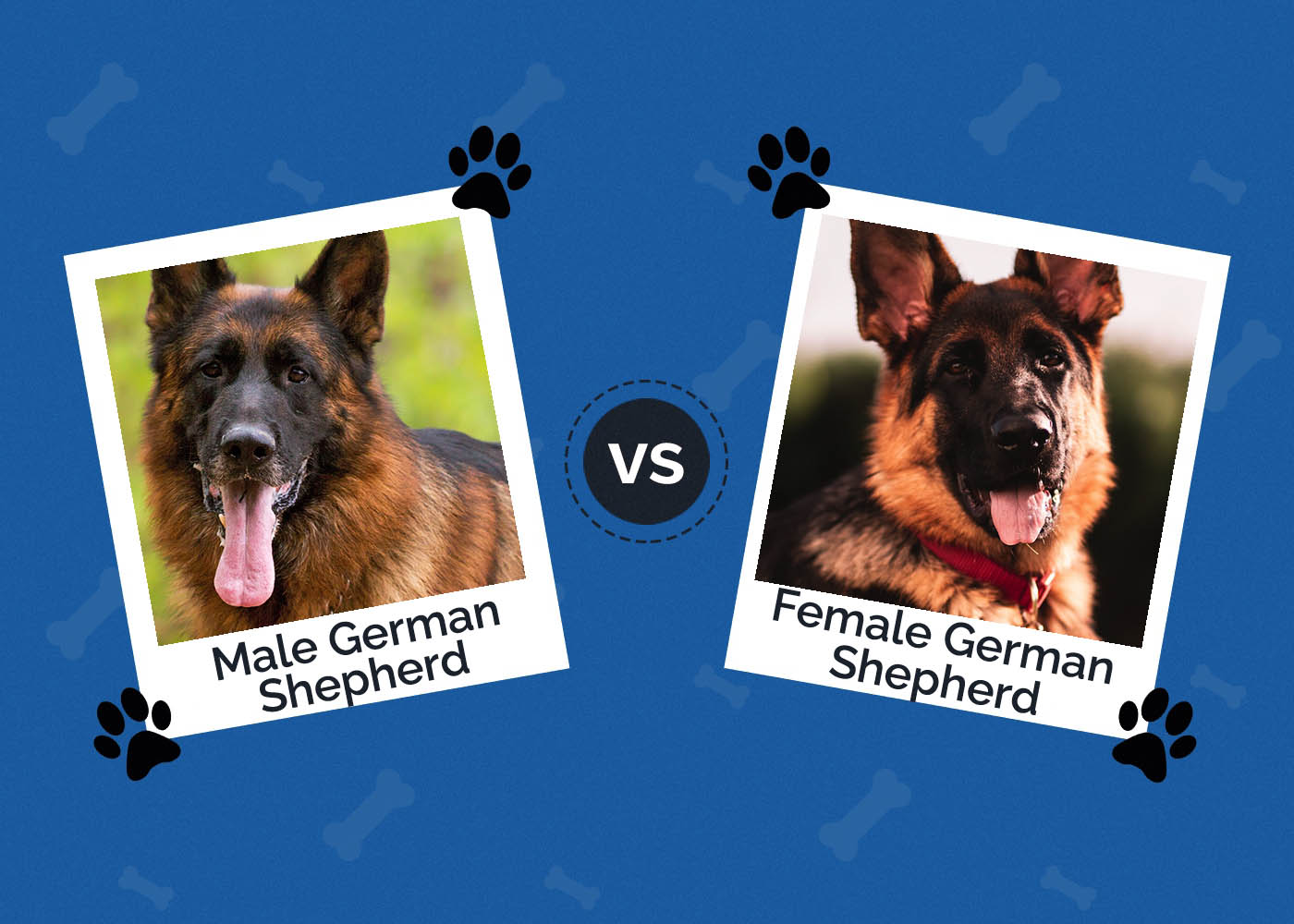 Male vs Female German Shepherd