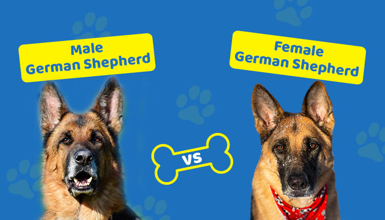 German Shepherd Breeders Ohio