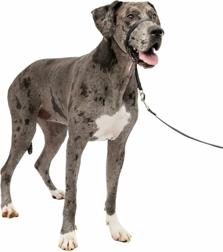 9 Best Dog Head Halters & Gentle Leaders 2024 Reviews & Top Picks