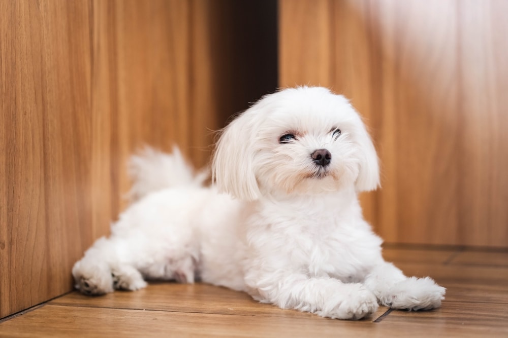 Maltese adult sales size