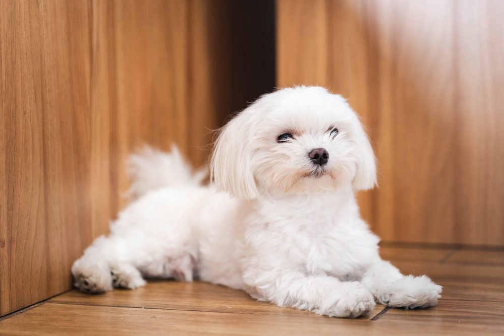 White Teacup Maltese