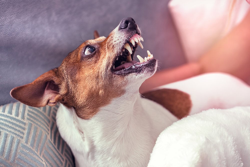 aggressive Jack Russell Terrier dog grins