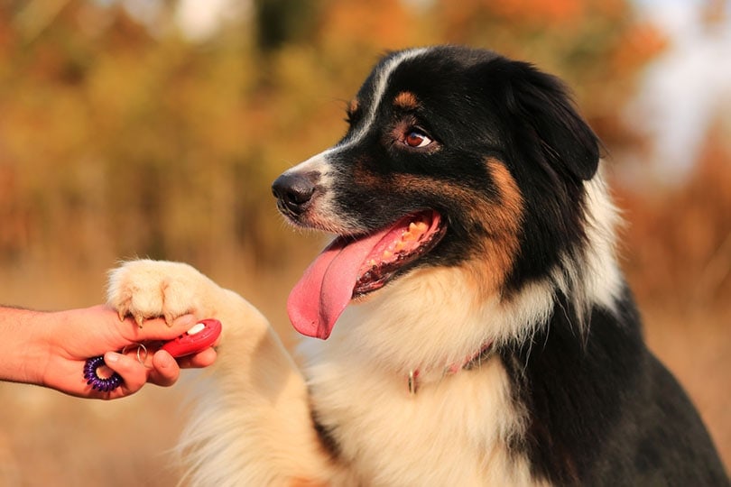 an Australian shepherd paw on a hand with a dog clicker