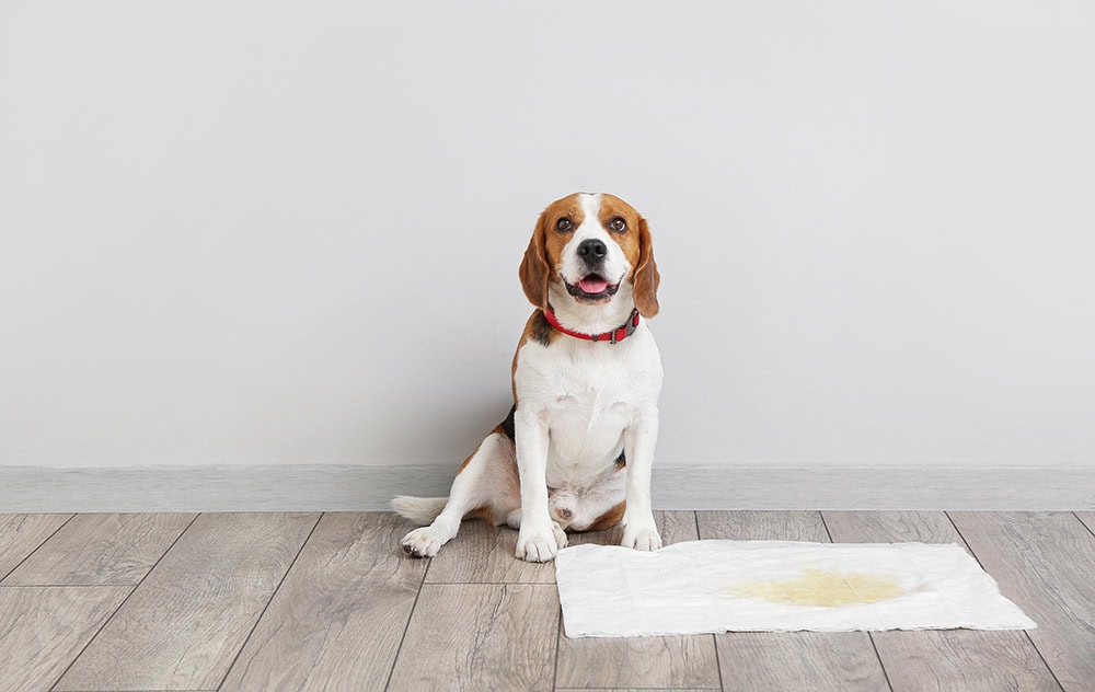 beagle dog sitting near the pee pad