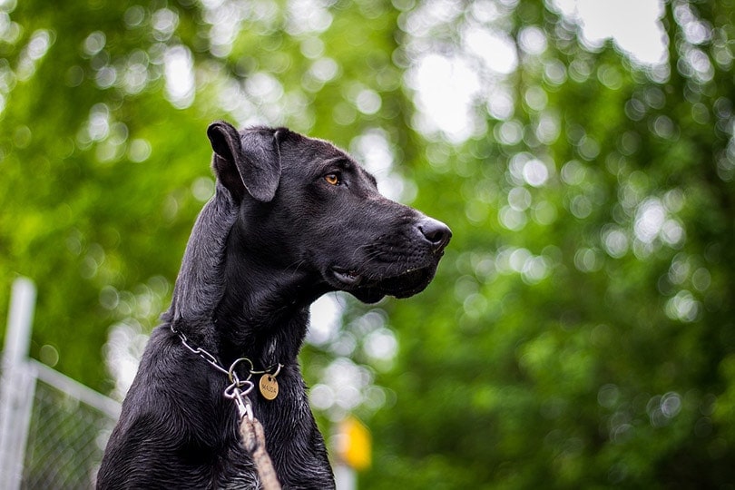black great dane on a leash