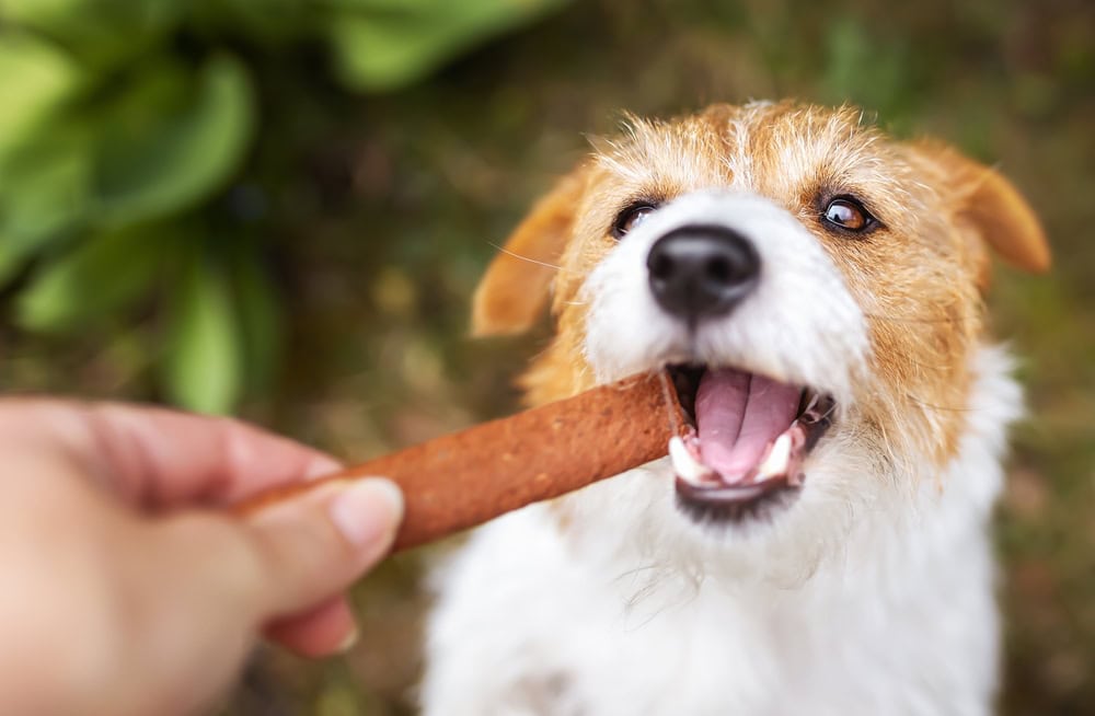 dental snack treat to a healthy dog puppy