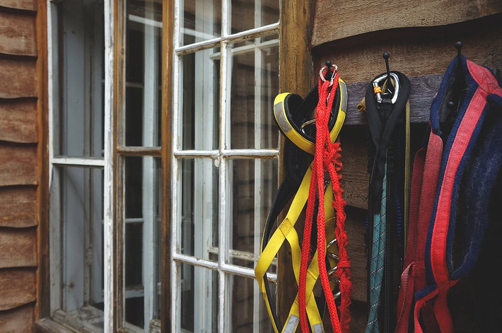 dog leashes hanging on the wall hook
