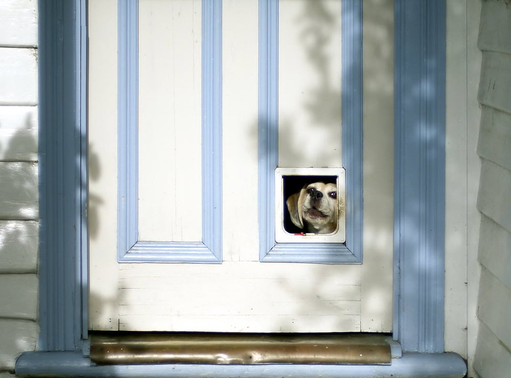 dog peeping through door flap