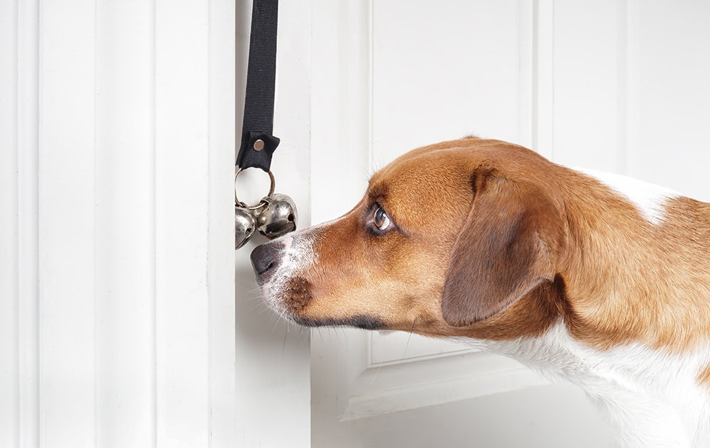 dog ringing the bell