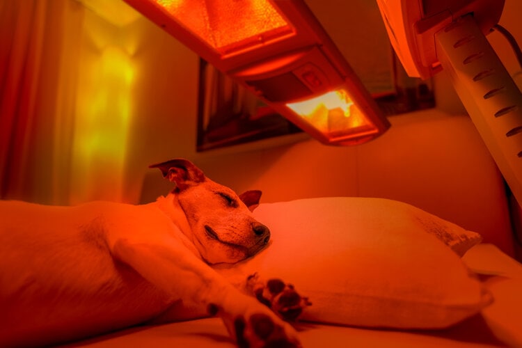 jack-russell-terrier-resting-and-sleeping-under-the-heat-lamp