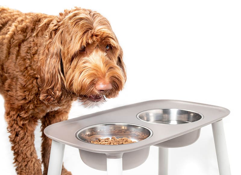 10 Benefits of an Elevated Dog Bowl – Neater Pets