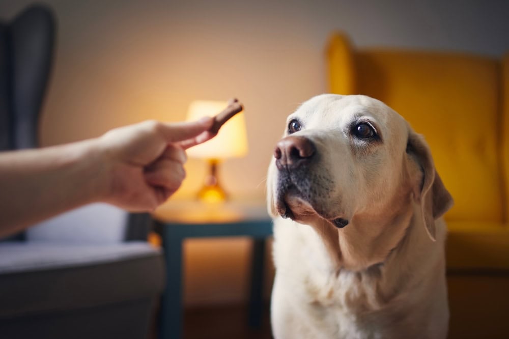 owner giving biscuit to his dog