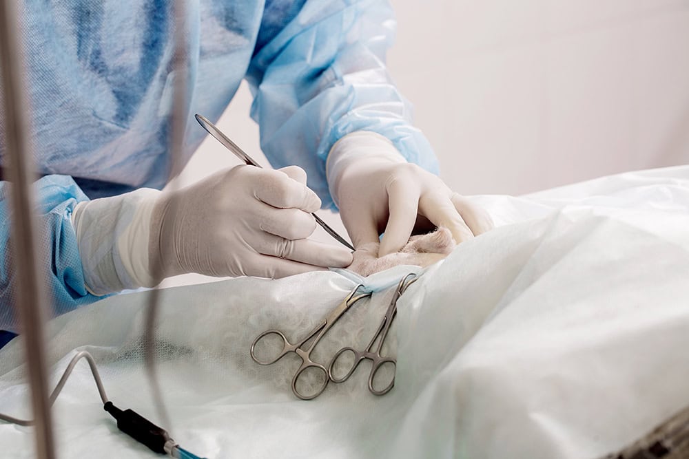vet neutering a dog