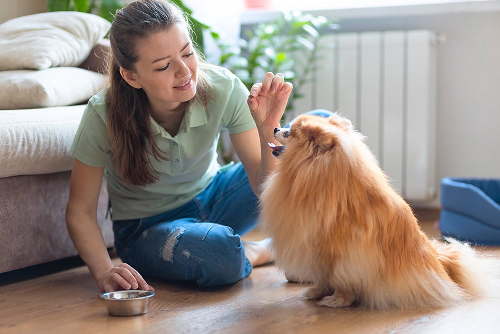 woman testing pomeranian dog's obedience
