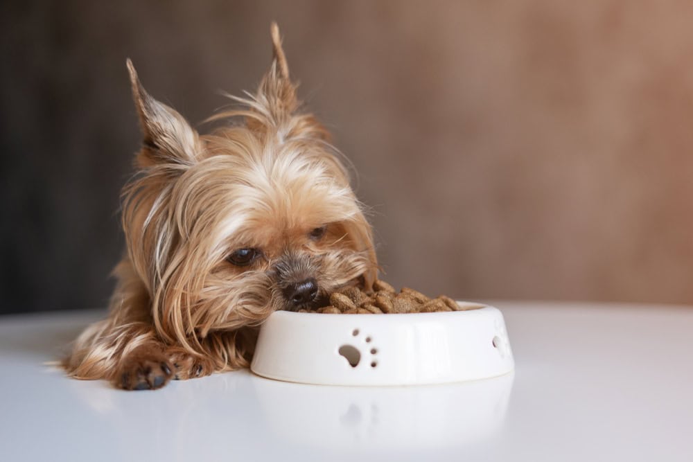 yorkshire terrier dog eating