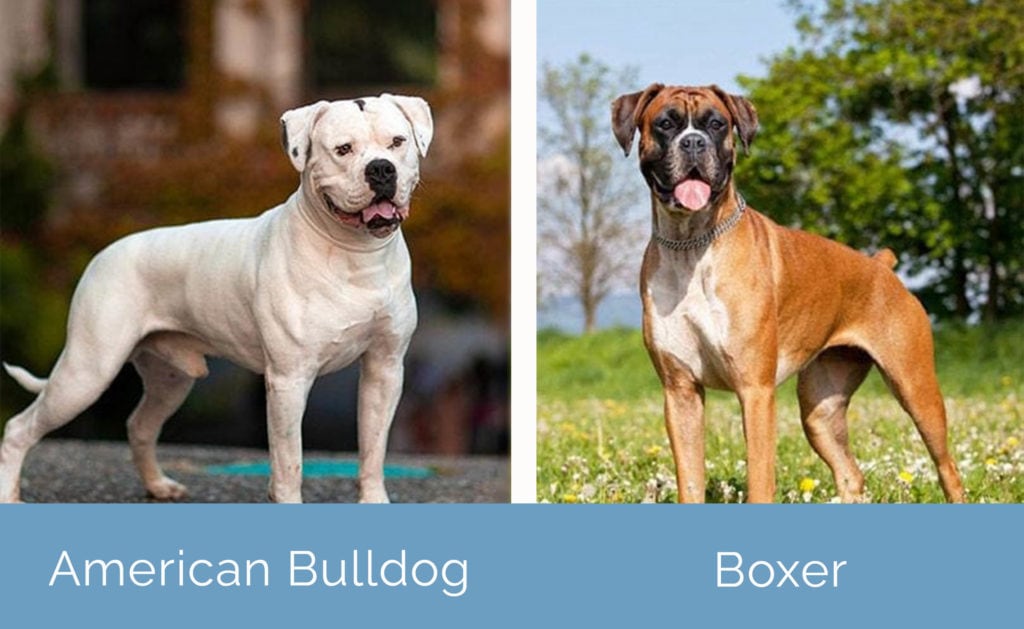 Bekostning på trods af hver for sig American Bulldog vs Boxer: What's the Difference? | Hepper