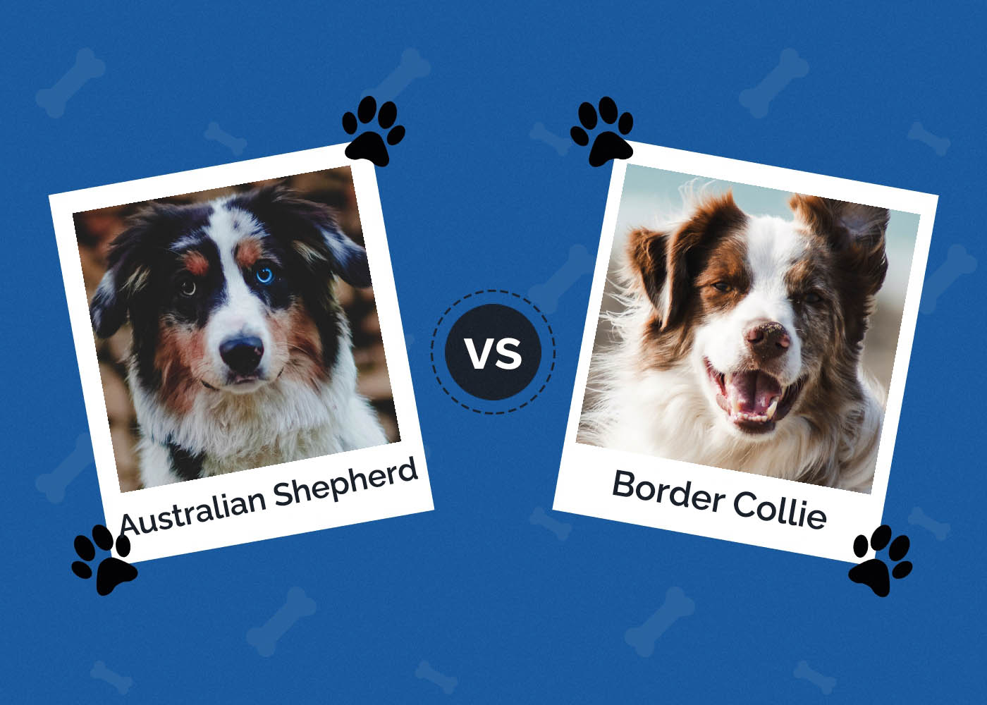 Australian Shepherd vs Border Collie