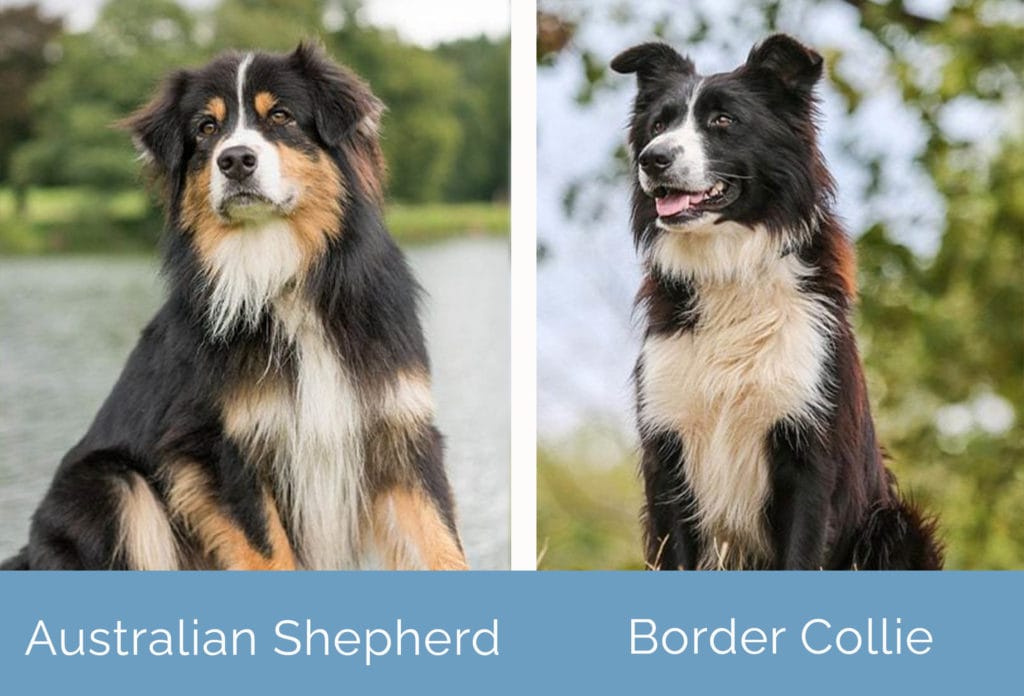 Border Collie vs. Australian Shepherd: Can You Spot the Differences?