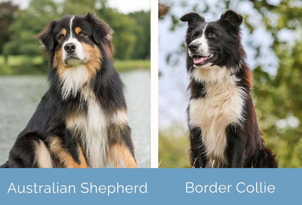 Golden Retriever vs Border Collie Breed Comparison