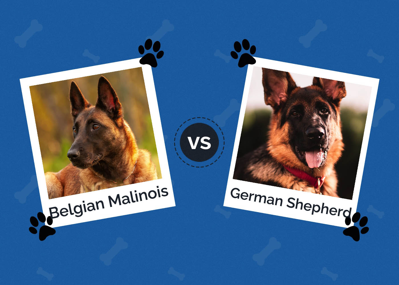 Difference between a german shepherd and a belgian hot sale shepherd
