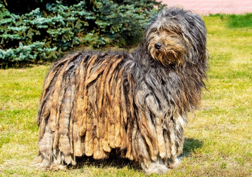 Bergamasco Shepherd standing in the field