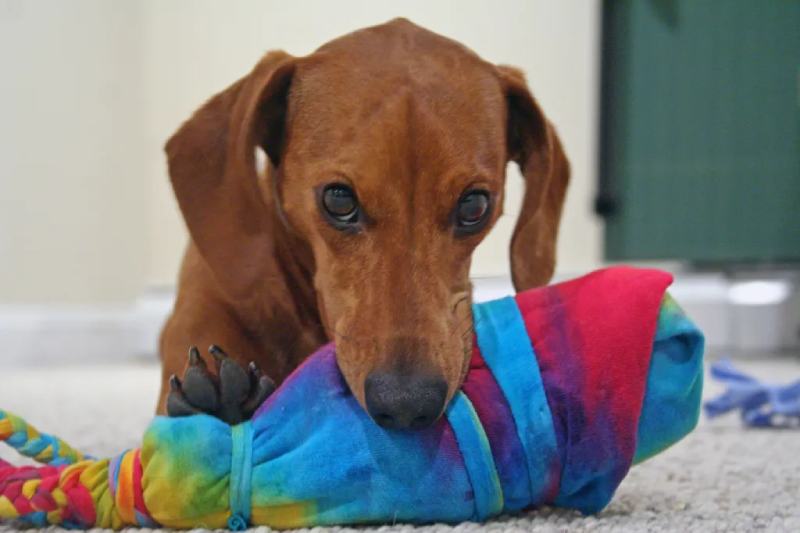 Birthday Week_ DIY Dog Toys