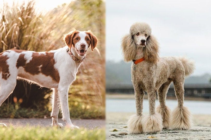 Brittany Spaniel and Standard Poodle