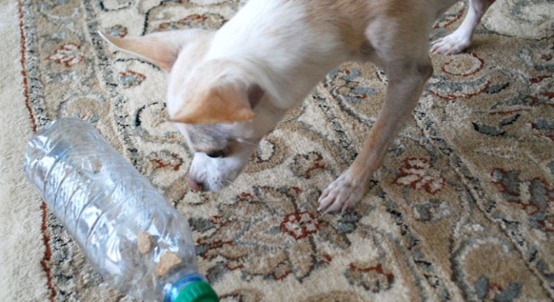 DIY Dog Puzzle- Takes Less Than 5 Minutes To Make