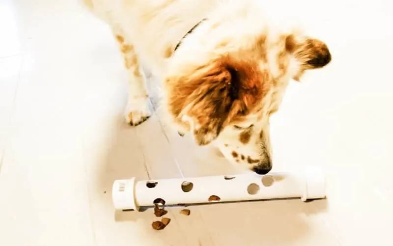 DIY- How to Make an Interactive Dog Toy