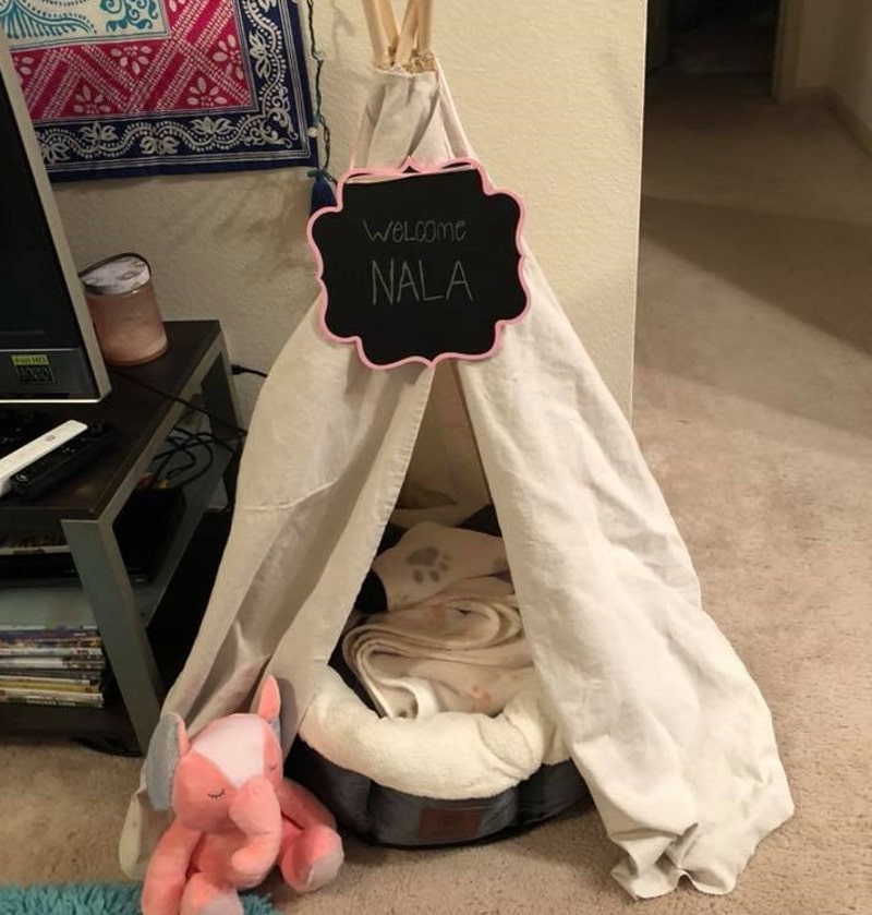DIY dog teepees