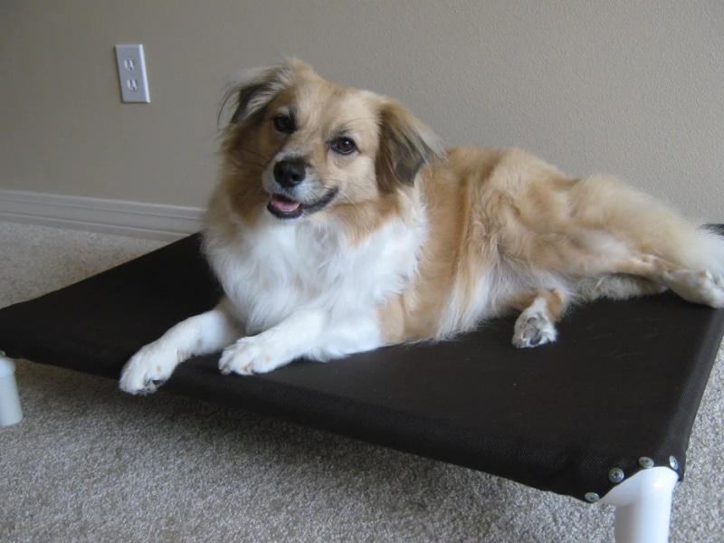 DIY raised dog bed