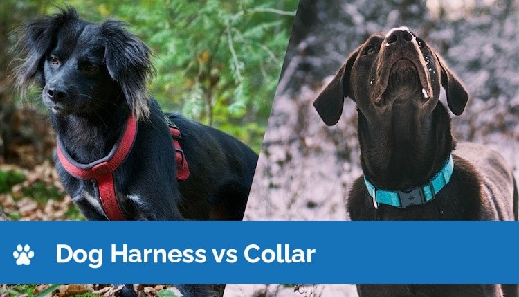 Dog-Harness-vs.-Dog-Collar-featured image1