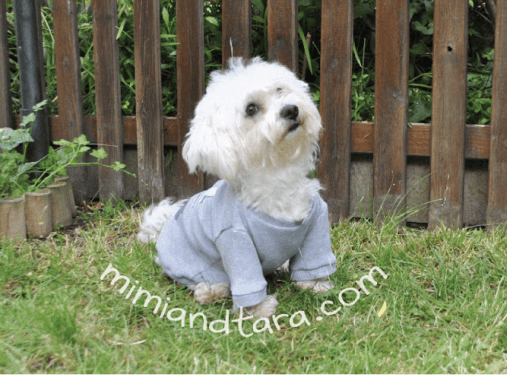 DIY dog shirt – SheKnows