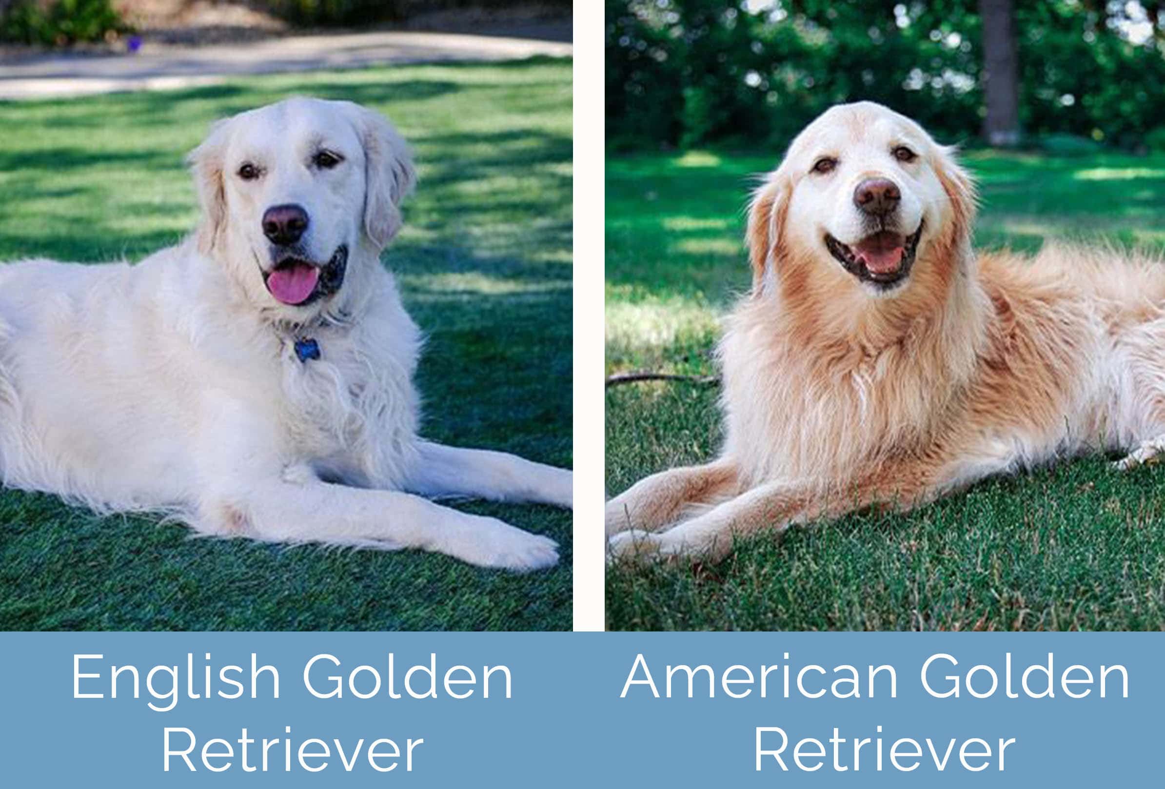 English Vs American Golden Retriever What s The Difference Hepper a-based-and-rare-breadpanes-comic-medical-assistance-in-dying-maid