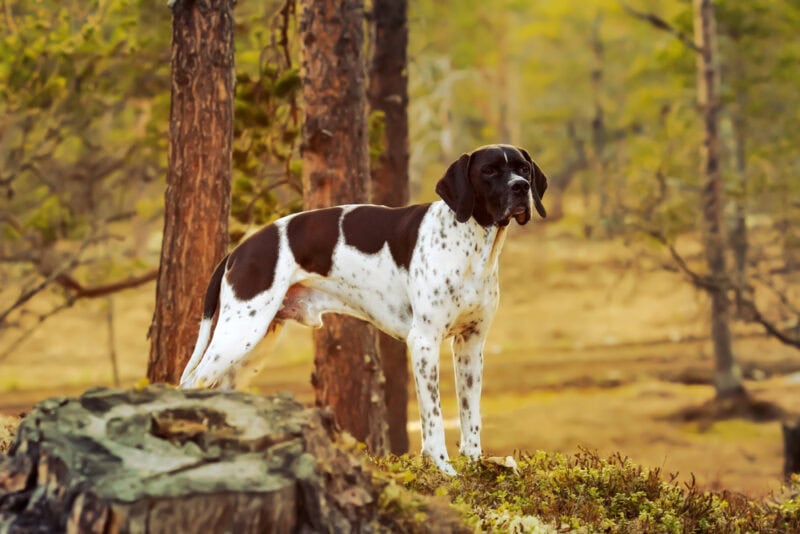 16 Dog Breeds With Long Snouts (With Info & Pictures) | Hepper
