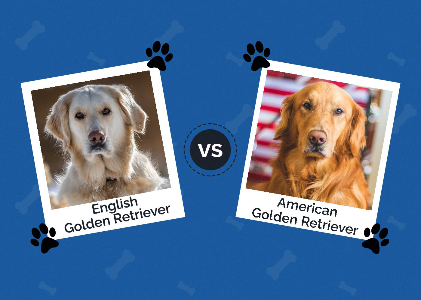 English vs American Golden Retriever