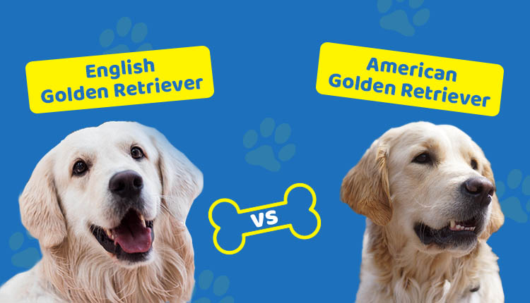 English vs American Golden Retriever