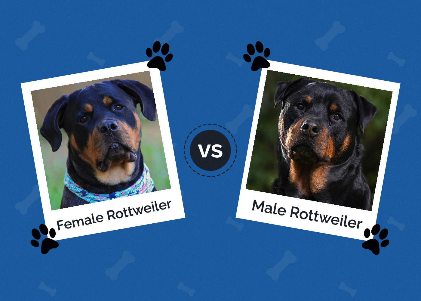Female vs Male Rottweiler