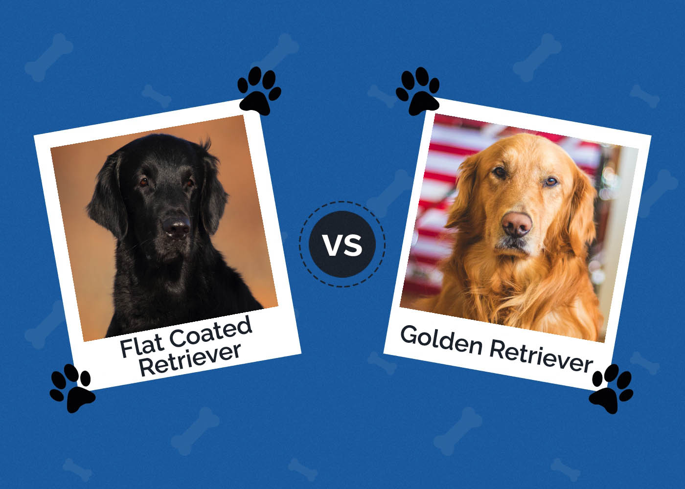 Flat Coated Retriever vs Golden Retriever