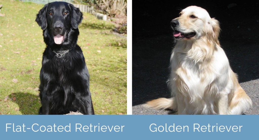 The Most Common Health Issues With Golden Retrievers – Forbes Advisor
