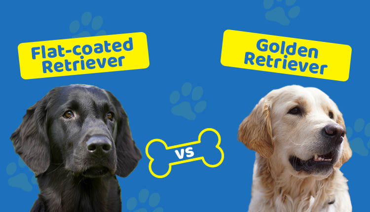 Flat-coated Retriever vs Golden Retriever